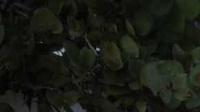 'Voices of the Sea' courtesy of Kim Hopkins