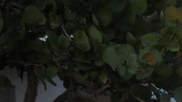 'Voices of the Sea' courtesy of Kim Hopkins