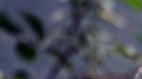 La Malinche, courtesy of Canal Once