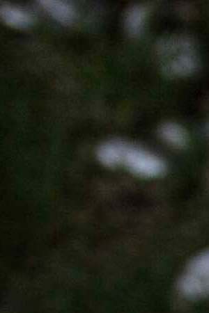 Cempasuchil. Photo: Getty Images.