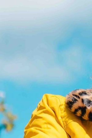 Courtesy of Black Koi Entertainment