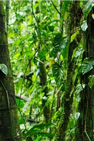 Courtesy of the Sundance Film Festival