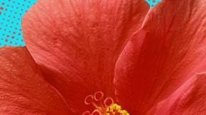 Art by Alan Lopez for Remezcla.