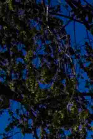 Photo by RobertDodge / E+