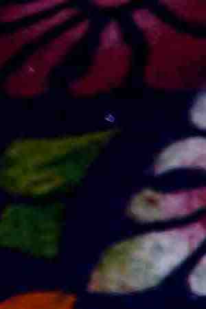 Photo by loeskieboom / iStock / Getty Images Plus