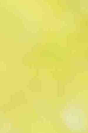 Photo by Purple Collar Pet Photography / Moment