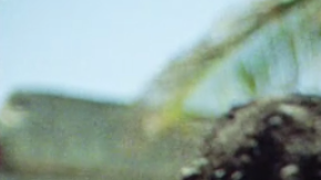 Rihanna and Donald Glover in 'Guava Island' / Film still via Amazon Prime.