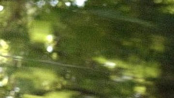 Courtesy of IFF Panama