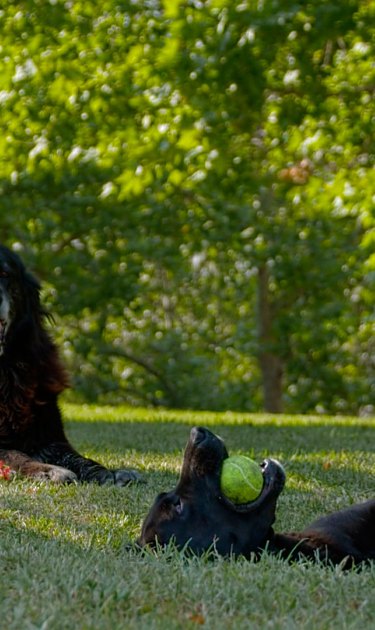 Courtesy of IFF Panama