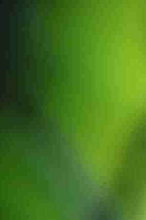 Photo by Chatiyanon / iStock / Getty Images Plus