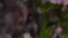 Justice Sonia Sotomayor attends The 2018 DVF Awards at United Nations on April 13, 2018 in New York City. Photo by Dimitrios Kambouris/Getty Images