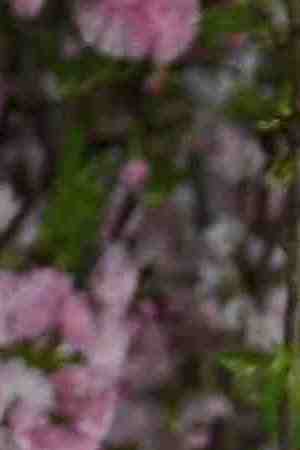 Justice Sonia Sotomayor attends The 2018 DVF Awards at United Nations on April 13, 2018 in New York City. Photo by Dimitrios Kambouris/Getty Images