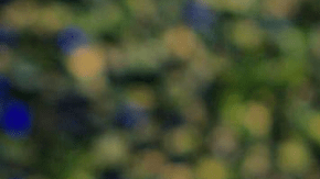 Courtesy of Gourmeletas.