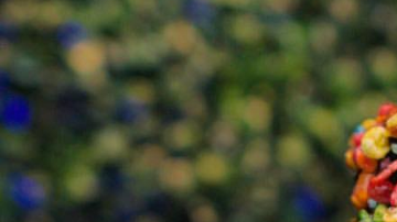 Courtesy of Gourmeletas.