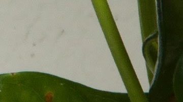 Photo courtesy Locamotive PR