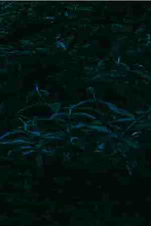 Photo by Louis. Courtesy of Florentino