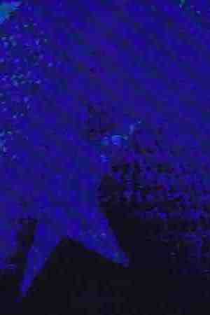 Julian Castro, Sen. Cory Booker and Sen. Elizabeth Warren and Beto O'Rourke speaks during the first night of the Democratic presidential debate on June 26, 2019 in Miami, Florida. Photo by Joe Raedle/Getty Images