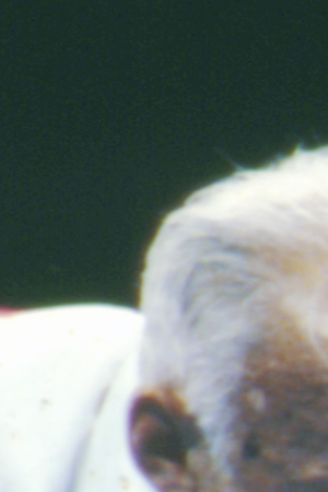 Durán during his first match against Sugar Ray Leonard match. Photo courtesy of the Boxing Hall of Fame Las Vegas.