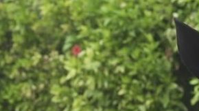 Still from 'Eliades Ochoa: From Cuba To The World.' Courtesy of Miami Film Festival