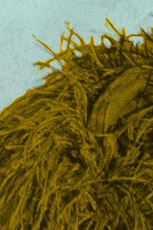 'Carrascolendas' still courtesy of The University of Texas at Austin/Voces Oral History Project