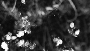 Photo courtesy of Cranes Records