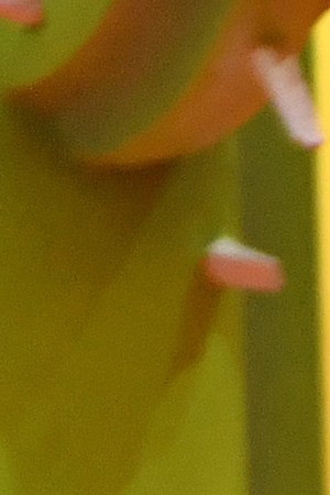 Bad Bunny performs onstage during the 2019 MTV Video Music Awards at Prudential Center (Photo by Noam Galai/Getty Images)