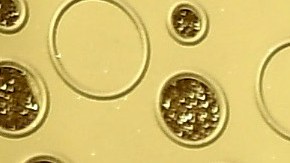 Indya Moore attends the 71st Emmy Awards at Microsoft Theater on September 22, 2019 in Los Angeles, California. Photo by Frazer Harrison/Getty Images