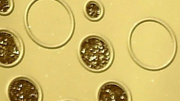 Indya Moore attends the 71st Emmy Awards at Microsoft Theater on September 22, 2019 in Los Angeles, California. Photo by Frazer Harrison/Getty Images