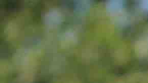 Former Maricopa County Sheriff Joe Arpaio speaks to the media in front of the Arizona State Capitol before filing petitions to run for the U.S. Senate on May 22, 2018 in Phoenix, Arizona. Photo by Ralph Freso/Getty Images