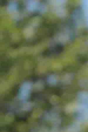 Former Maricopa County Sheriff Joe Arpaio speaks to the media in front of the Arizona State Capitol before filing petitions to run for the U.S. Senate on May 22, 2018 in Phoenix, Arizona. Photo by Ralph Freso/Getty Images