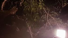 Courtesy of 'Diablo Rojo PTY' Facebook page. Photo by @erickmaga507