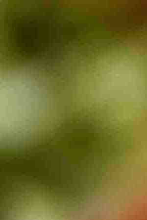 Photo by arturogi / E+