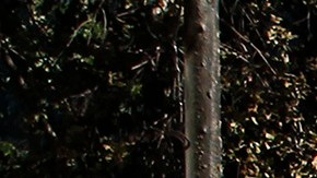 A demonstrator waves a Chilean flag next to a fire as clashing with riot police during a protest against President Sebastian Piñera on October 21, 2019 in Santiago, Chile. Photo by Marcelo Hernandez/Getty Images