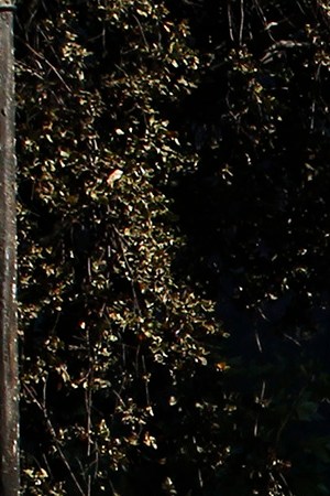 A demonstrator waves a Chilean flag next to a fire as clashing with riot police during a protest against President Sebastian Piñera on October 21, 2019 in Santiago, Chile. Photo by Marcelo Hernandez/Getty Images