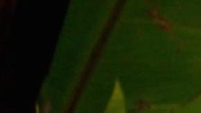 Courtesy of Los Cabos International Film Festival