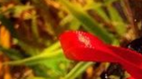 "Mole de Olla," a Black doll that is part of Mexican doll maker Distroller's "Chamoy y Amiguis" line, is called racist on Twitter. Photo by Distroller