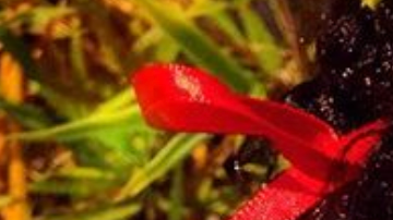 "Mole de Olla," a Black doll that is part of Mexican doll maker Distroller's "Chamoy y Amiguis" line, is called racist on Twitter. Photo by Distroller