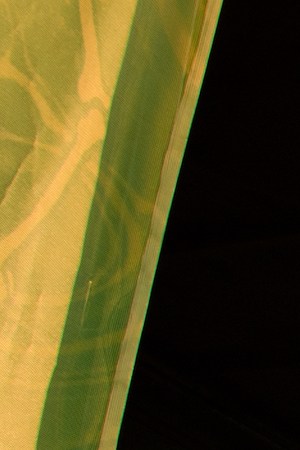 Photo by Kat Siebert. Courtesy of Goldenvoice