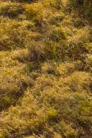 Photo by Mauricio Simonetti / Getty Images