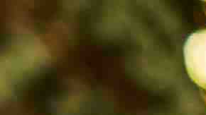 Friends enjoying a backyard garden party in Miami. Morsa Images / Getty Images