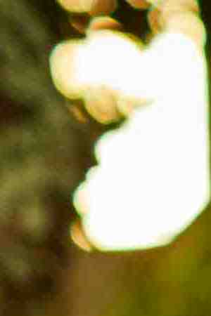 Friends enjoying a backyard garden party in Miami. Morsa Images / Getty Images
