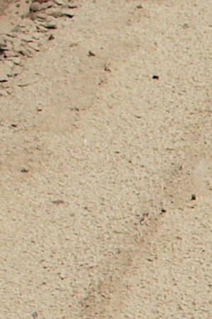 A Latino laborer works on planting tobacco May 4, 2009 in Vander, North Carolina.  Photo by Chris Hondros/Getty Images