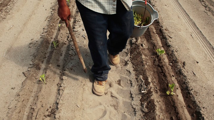A Latino laborer works on planting tobacco May 4, 2009 in Vander, North Carolina.  Photo by Chris Hondros/Getty Images