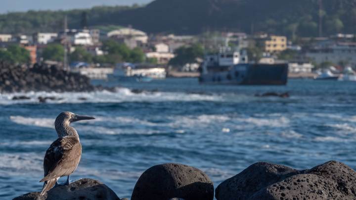 A bird stands on lava rock in front of the town of Puerto Baquerizo Moreno on San Cristobal island on January 15, 2019 in Galapagos Islands, Ecuador. Photo by Chris J Ratcliffe/Getty Images for Lumix