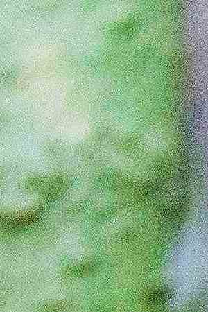 Sloth in Manuel Antonio National Park, Costa Rica. Getty Images