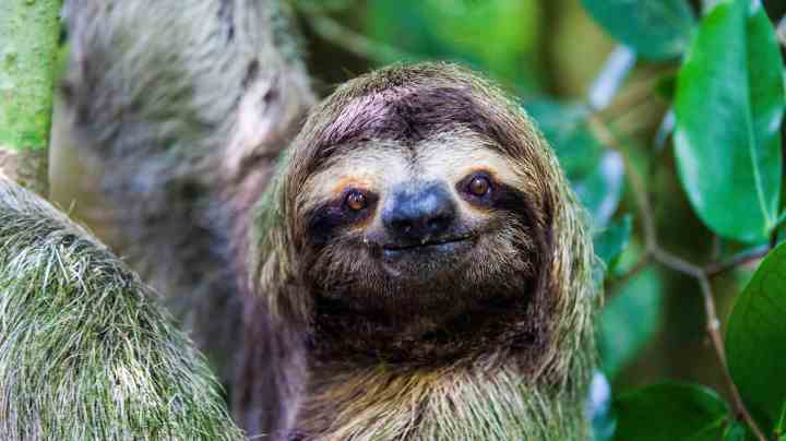 Sloth in Manuel Antonio National Park, Costa Rica. Getty Images