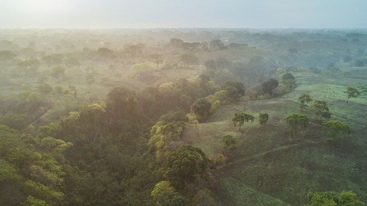Tropical rainforest in Nicaragua during morning sunrise time. Getty Images
