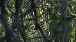 A U.S. Border Patrol agent walks a migrant trail while searching for undocumented immigrants near the U.S.-Mexico border on September 10, 2019 in Los Ebanos, Texas. Photo by John Moore/Getty Images