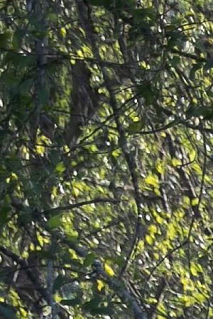 A U.S. Border Patrol agent walks a migrant trail while searching for undocumented immigrants near the U.S.-Mexico border on September 10, 2019 in Los Ebanos, Texas. Photo by John Moore/Getty Images