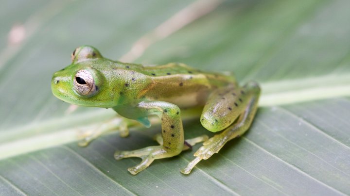 A glass frog in Costa Rica. Photo by Carlosdiazgar / iStock / Getty Images Plus
